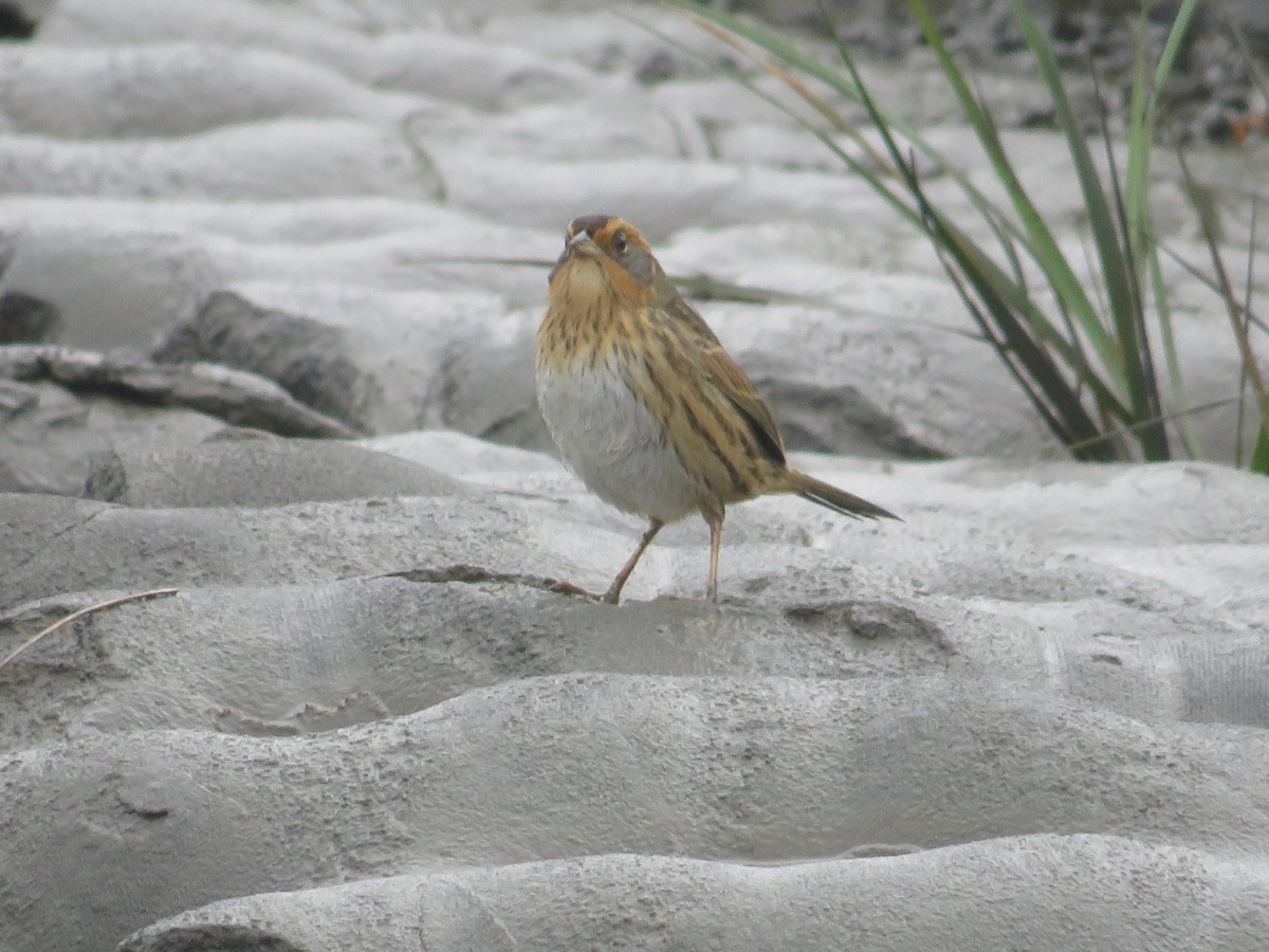 Saltmarsh Sparrow - ML643313926