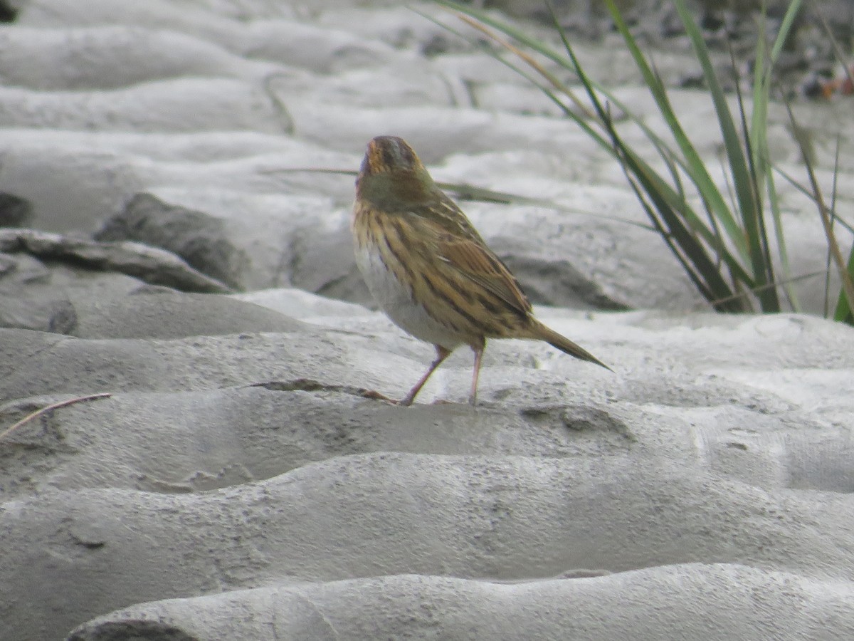 Saltmarsh Sparrow - ML643313927