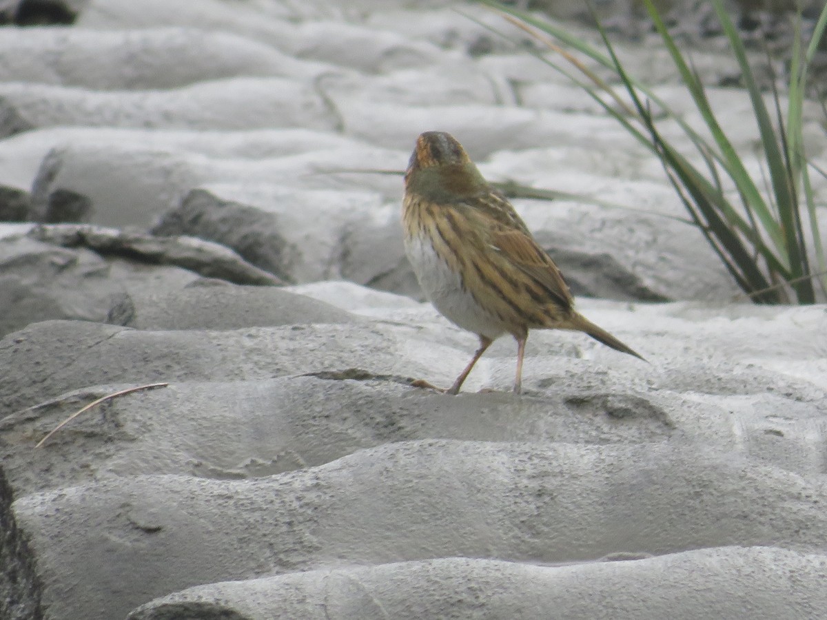 Saltmarsh Sparrow - ML643313928