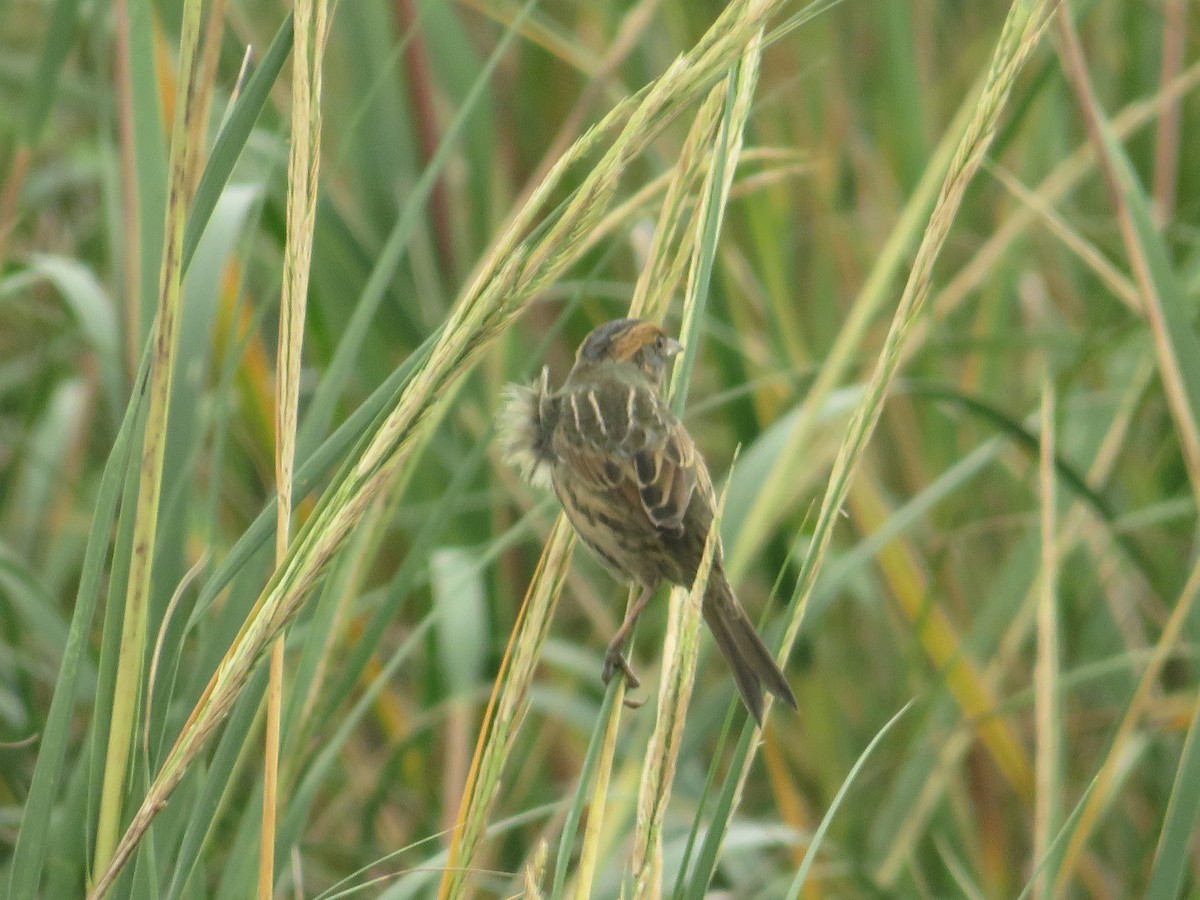 Saltmarsh Sparrow - ML643313929
