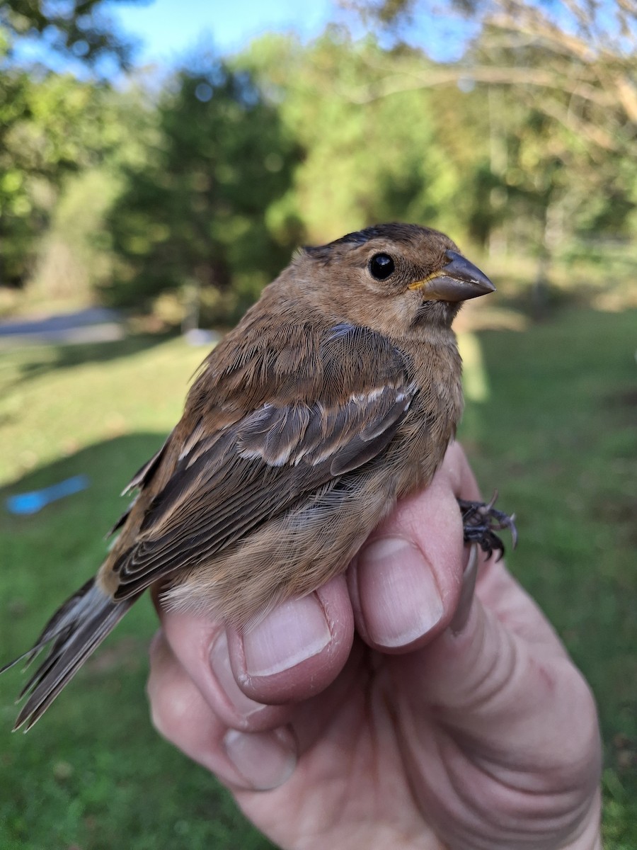 Passerin indigo - ML643313935