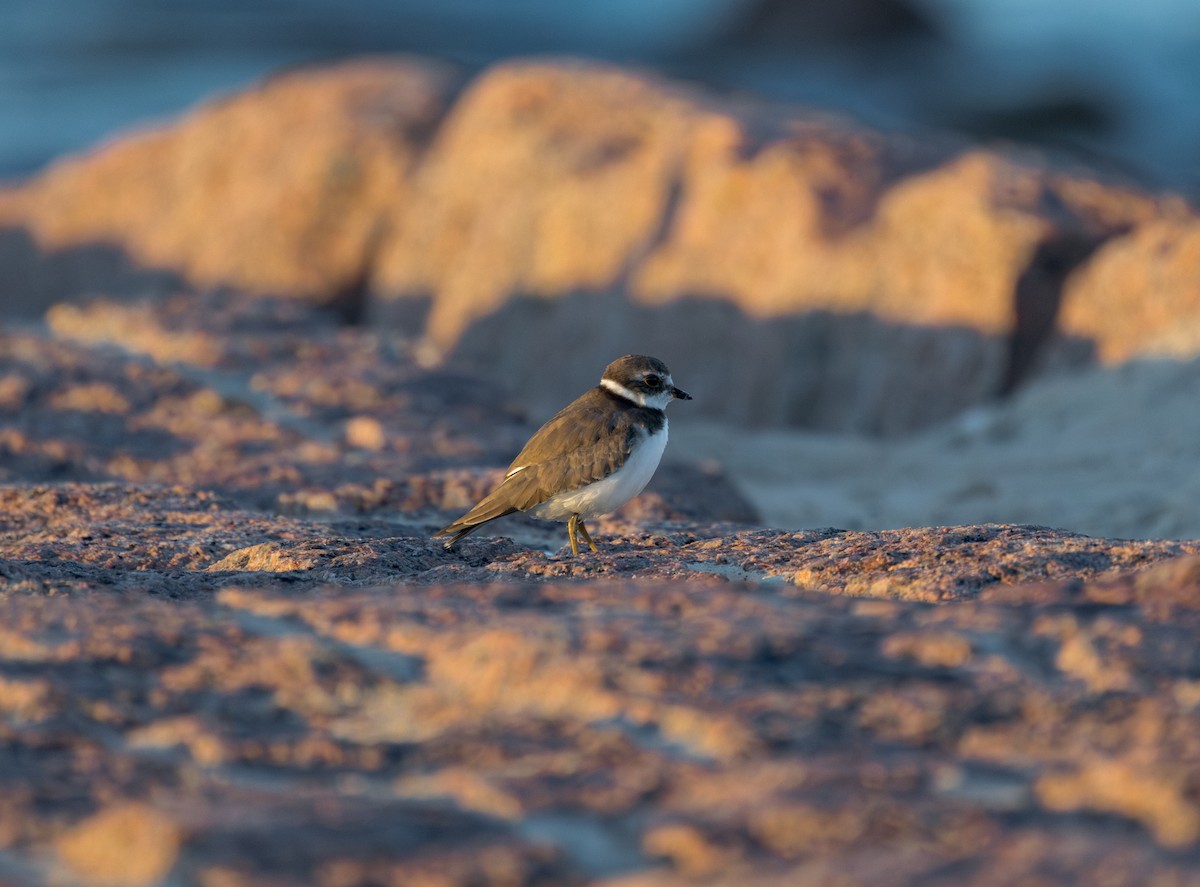 Semipalmated Plover - ML643313949