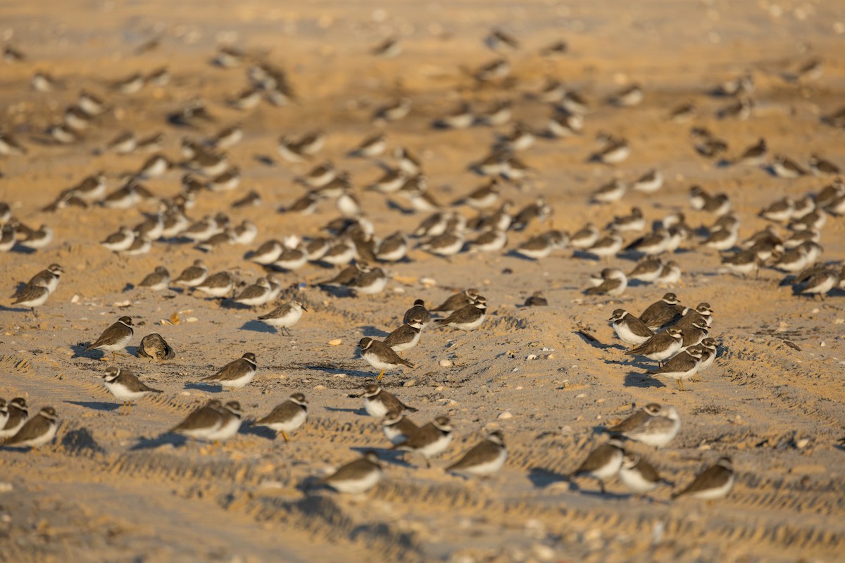 Semipalmated Plover - ML643313950