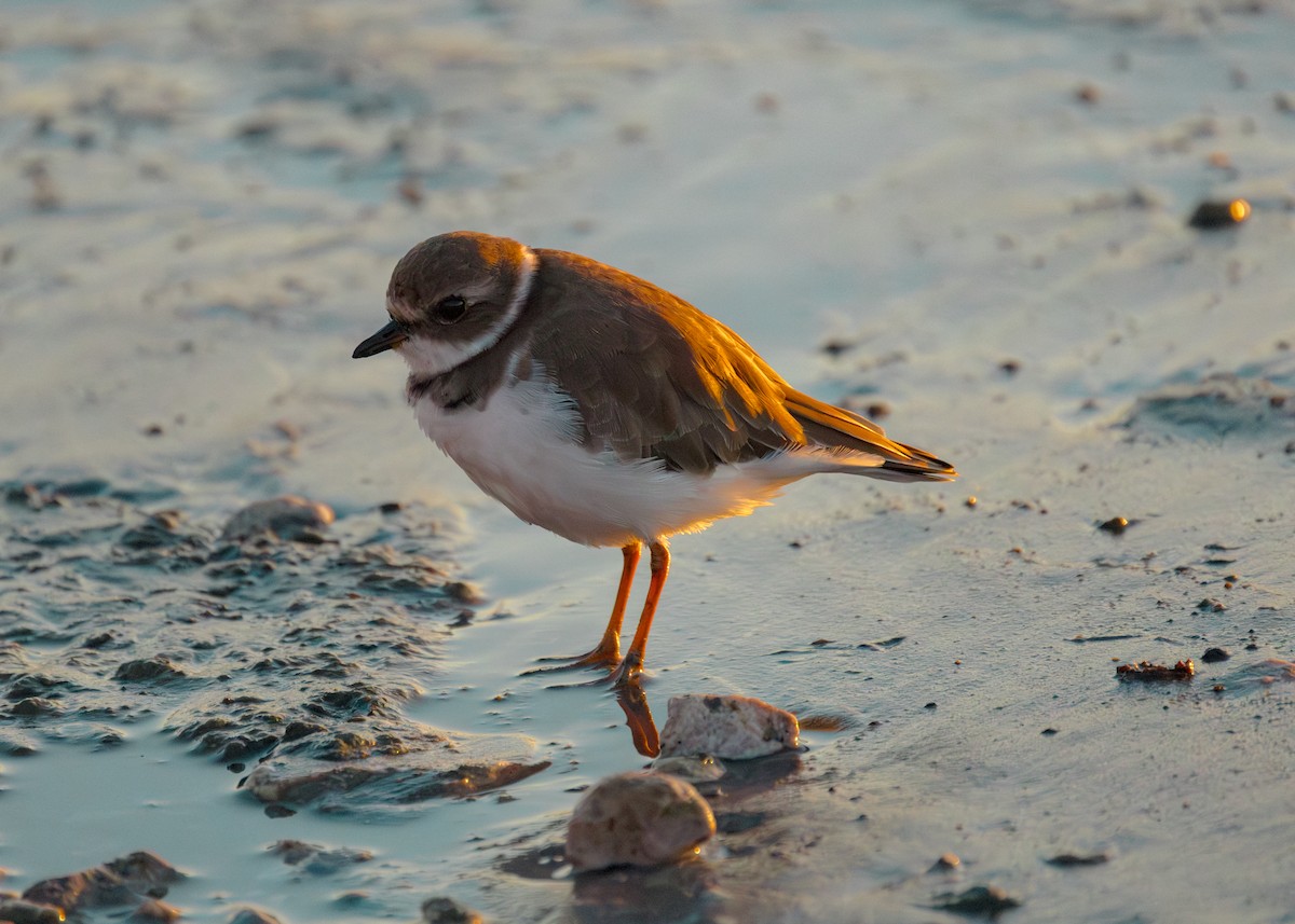 Semipalmated Plover - ML643313951