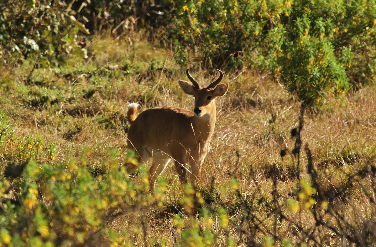Bohor Reedbuck - ML643313953