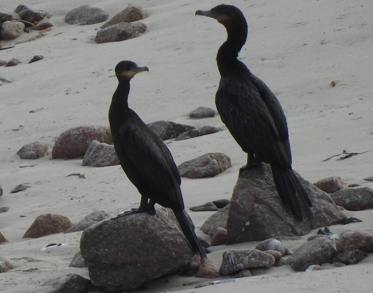Cormoran vigua - ML643313960