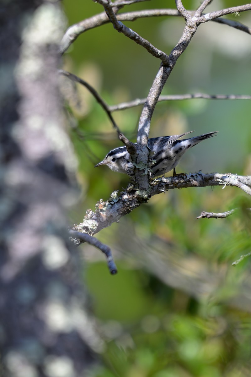 Black-and-white Warbler - ML643313963