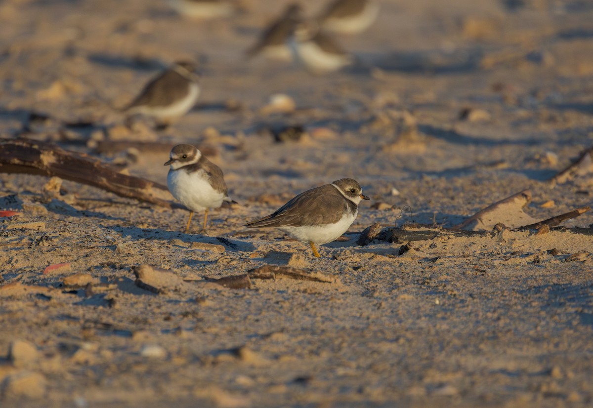 Semipalmated Plover - ML643313964