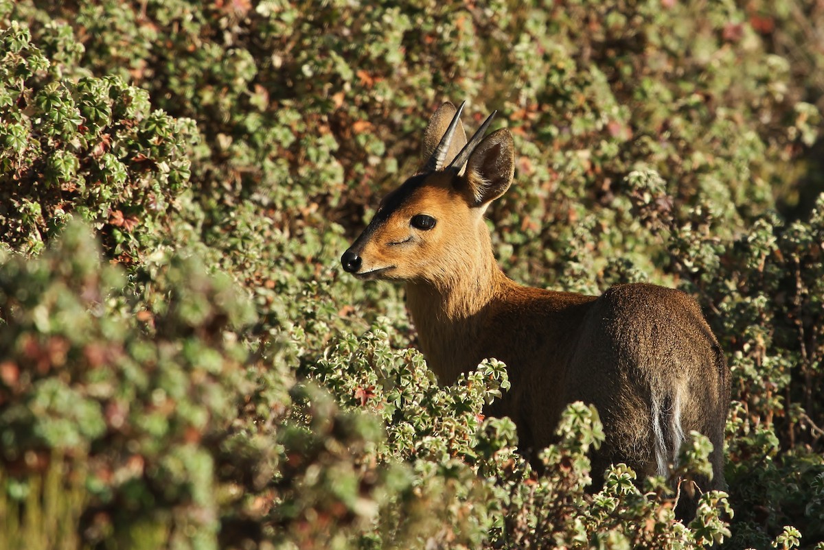 Bush Duiker - ML643313965