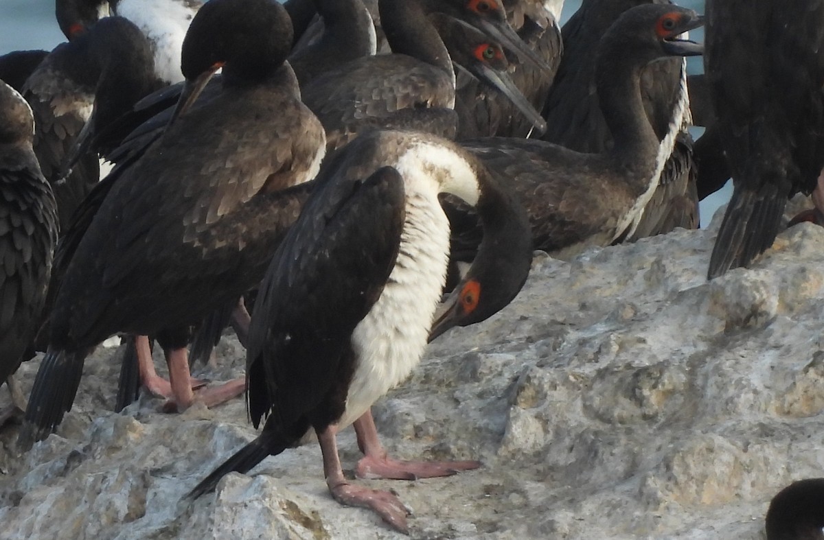 Cormoran de Bougainville - ML643313967