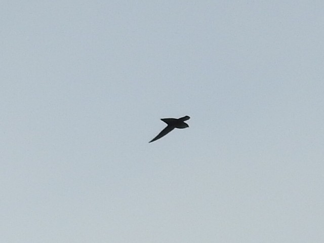 Chimney Swift - ML643313976