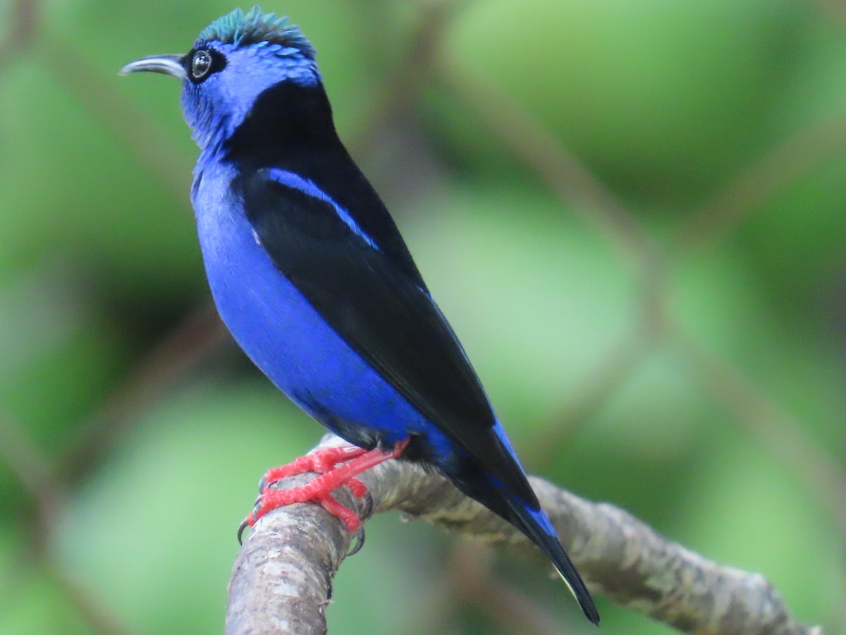 Red-legged Honeycreeper - ML643313992
