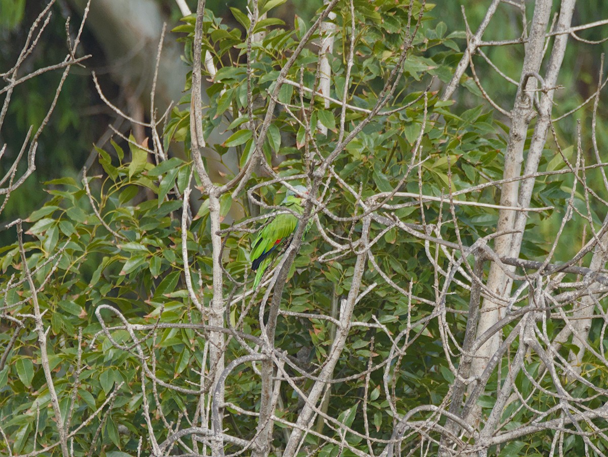Lilac-crowned Amazon - ML643313995