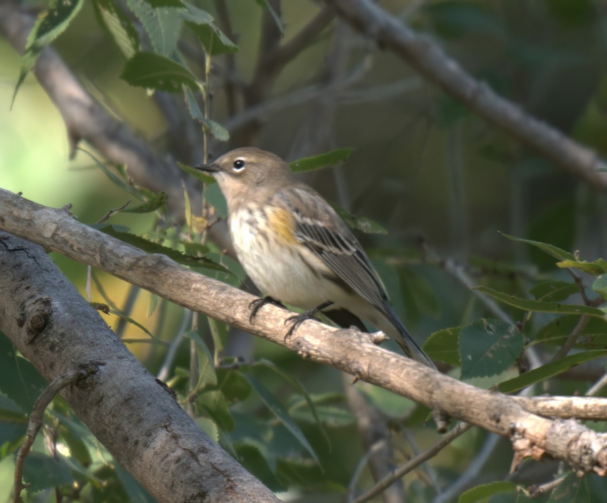 Yellow-rumped Warbler - ML643313999