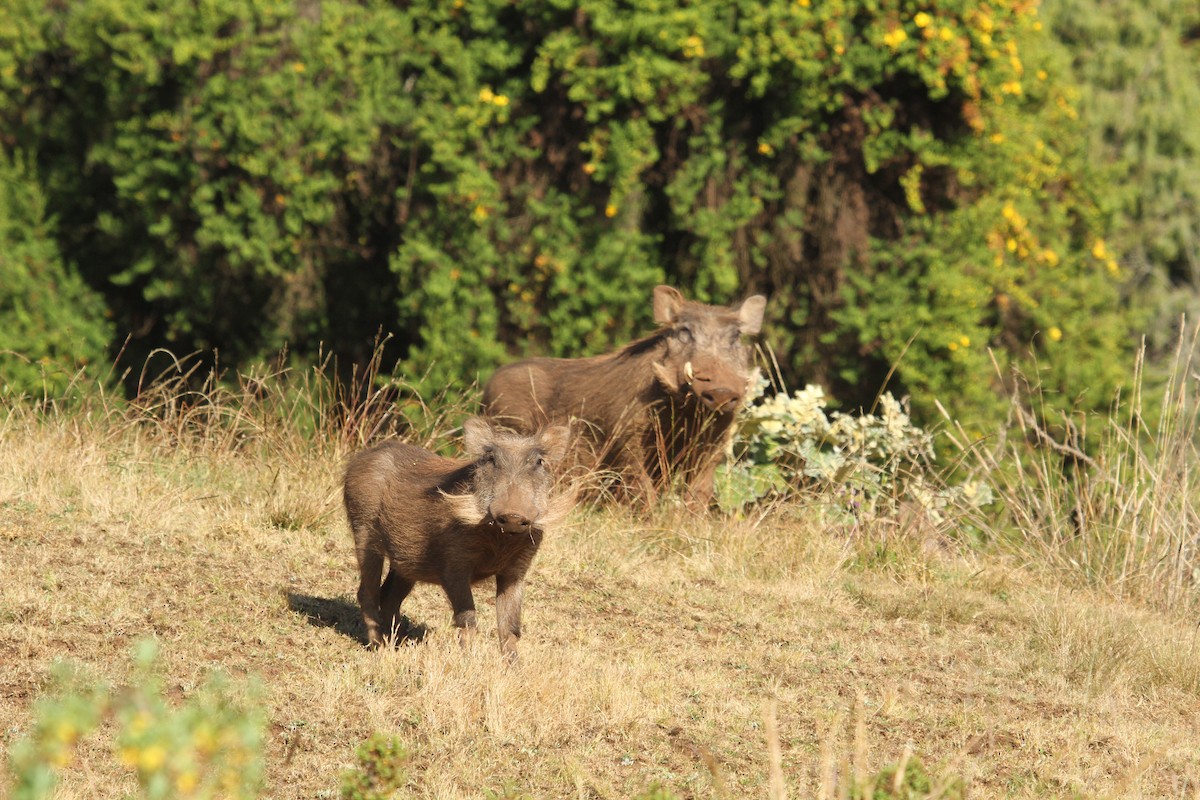Common Warthog - ML643314015