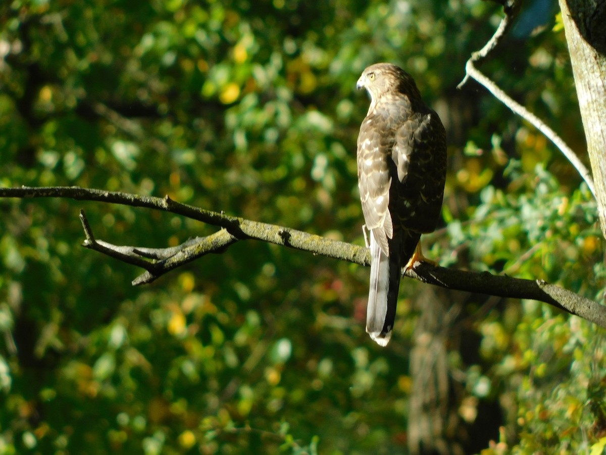 Cooper's Hawk - ML643314032