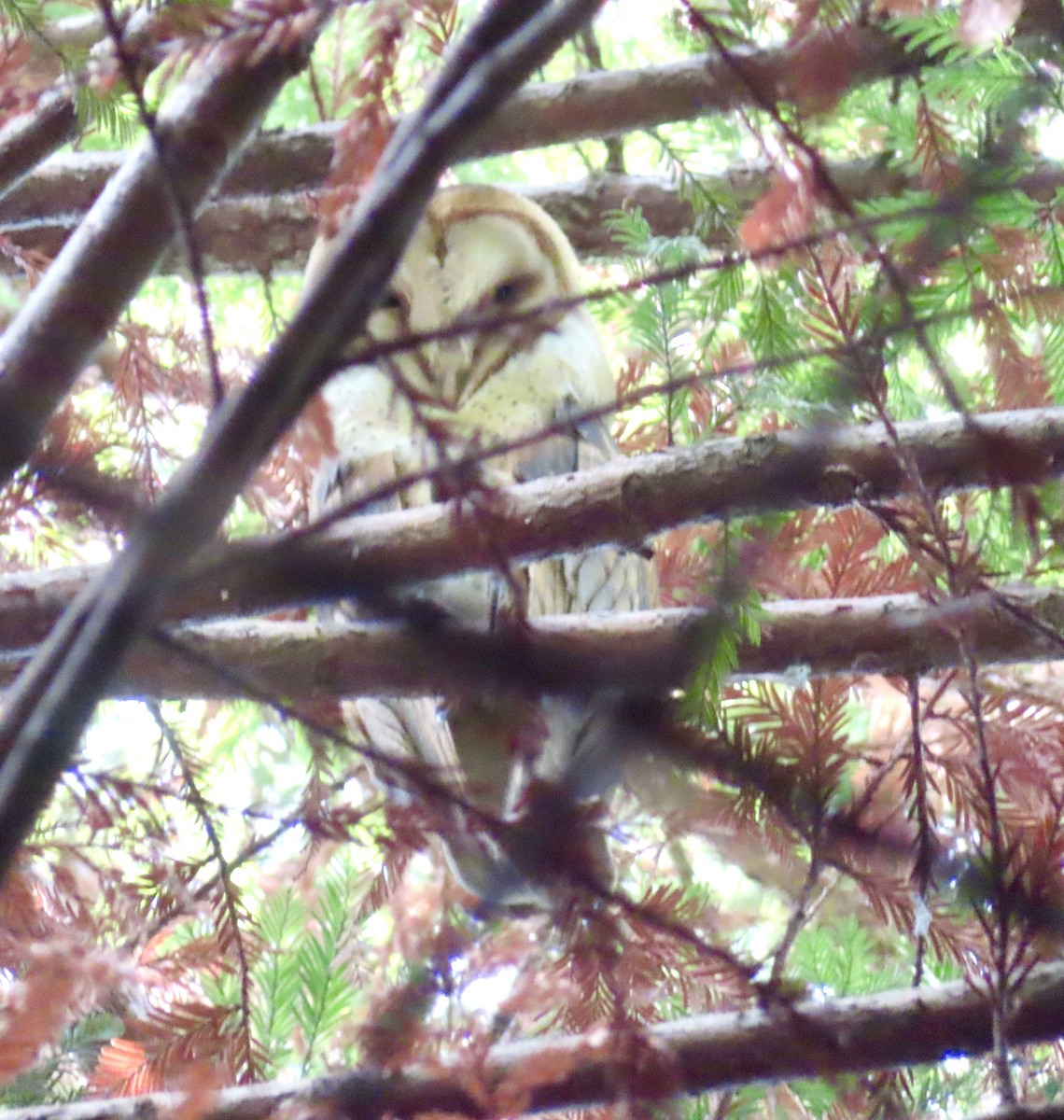 American Barn Owl - ML643314045
