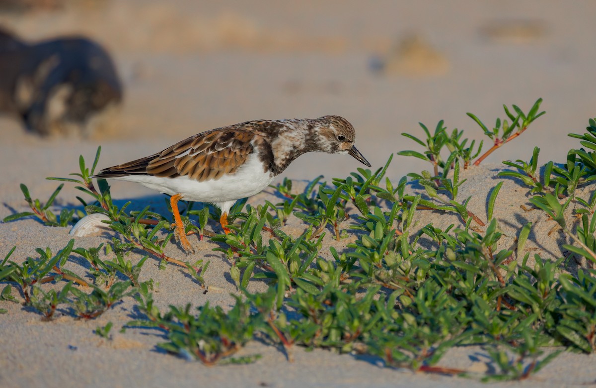 Ruddy Turnstone - ML643314075