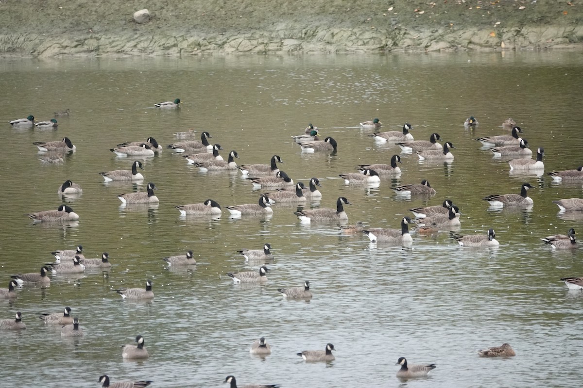 Cackling Goose - ML643314079