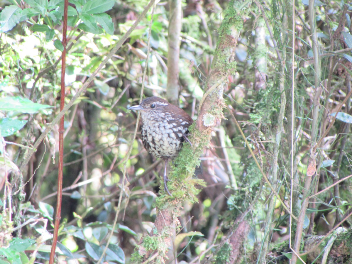 Sharp-tailed Streamcreeper - ML643314087