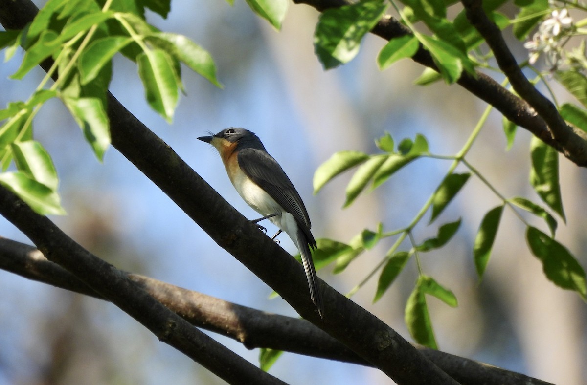 Leaden Flycatcher - ML643314097