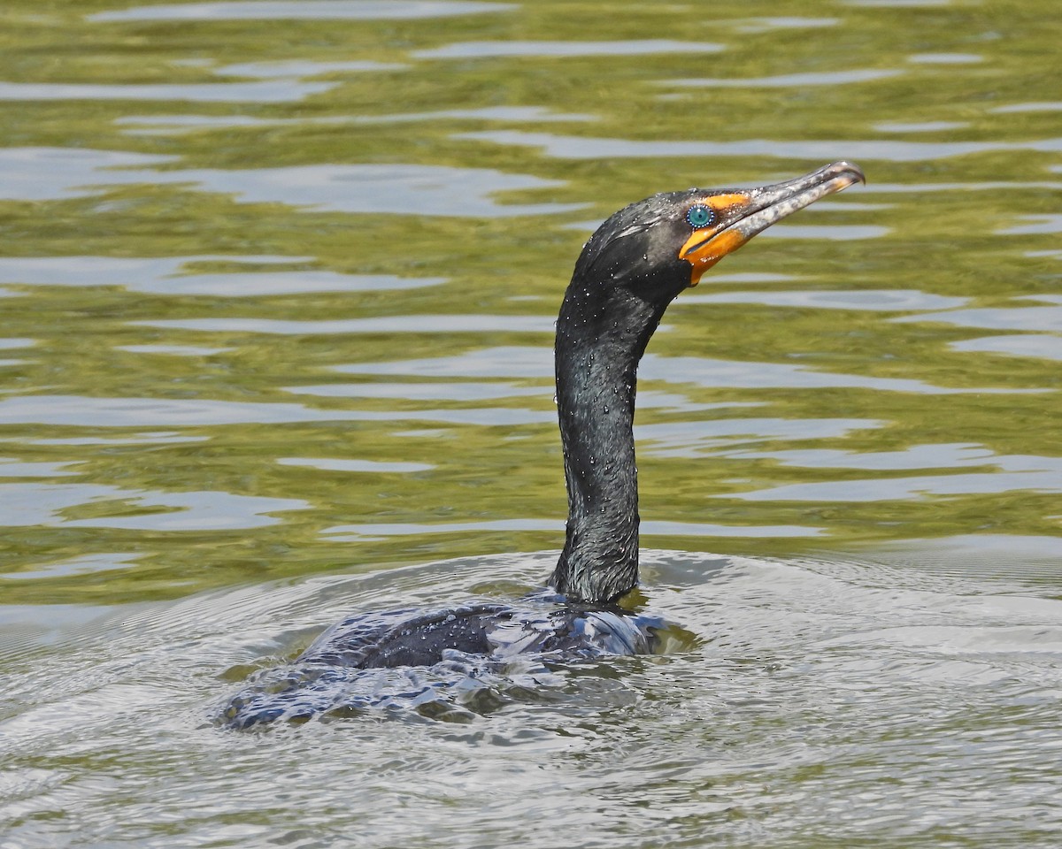 Double-crested Cormorant - ML643314105