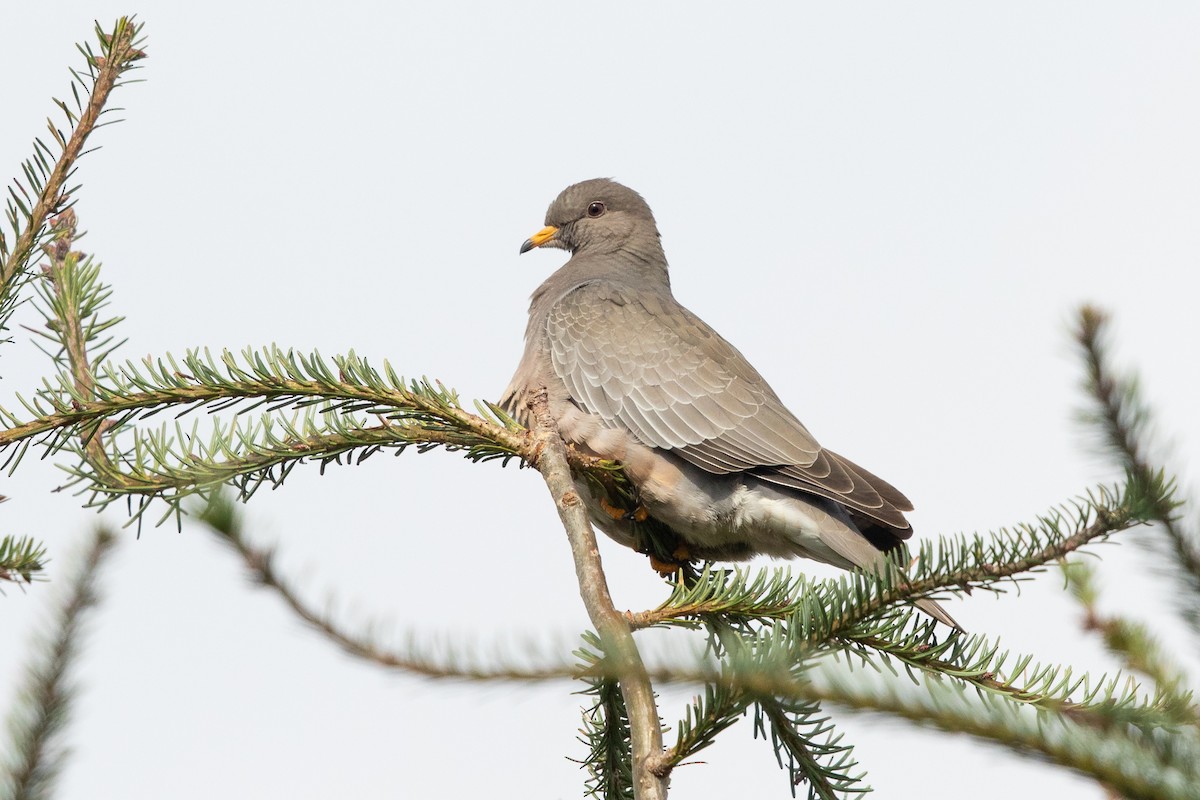 Band-tailed Pigeon - ML643314113