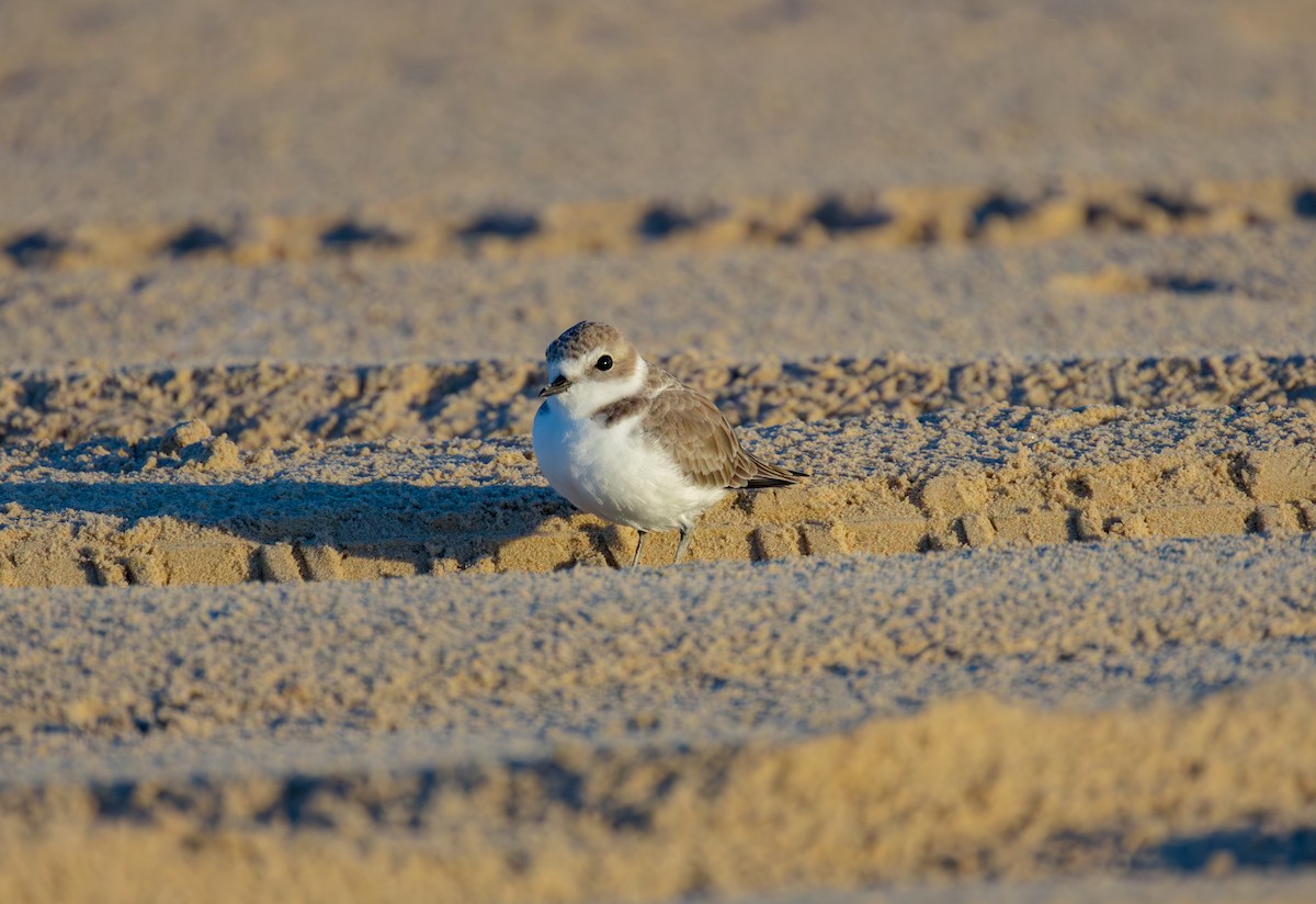 Snowy Plover - ML643314132
