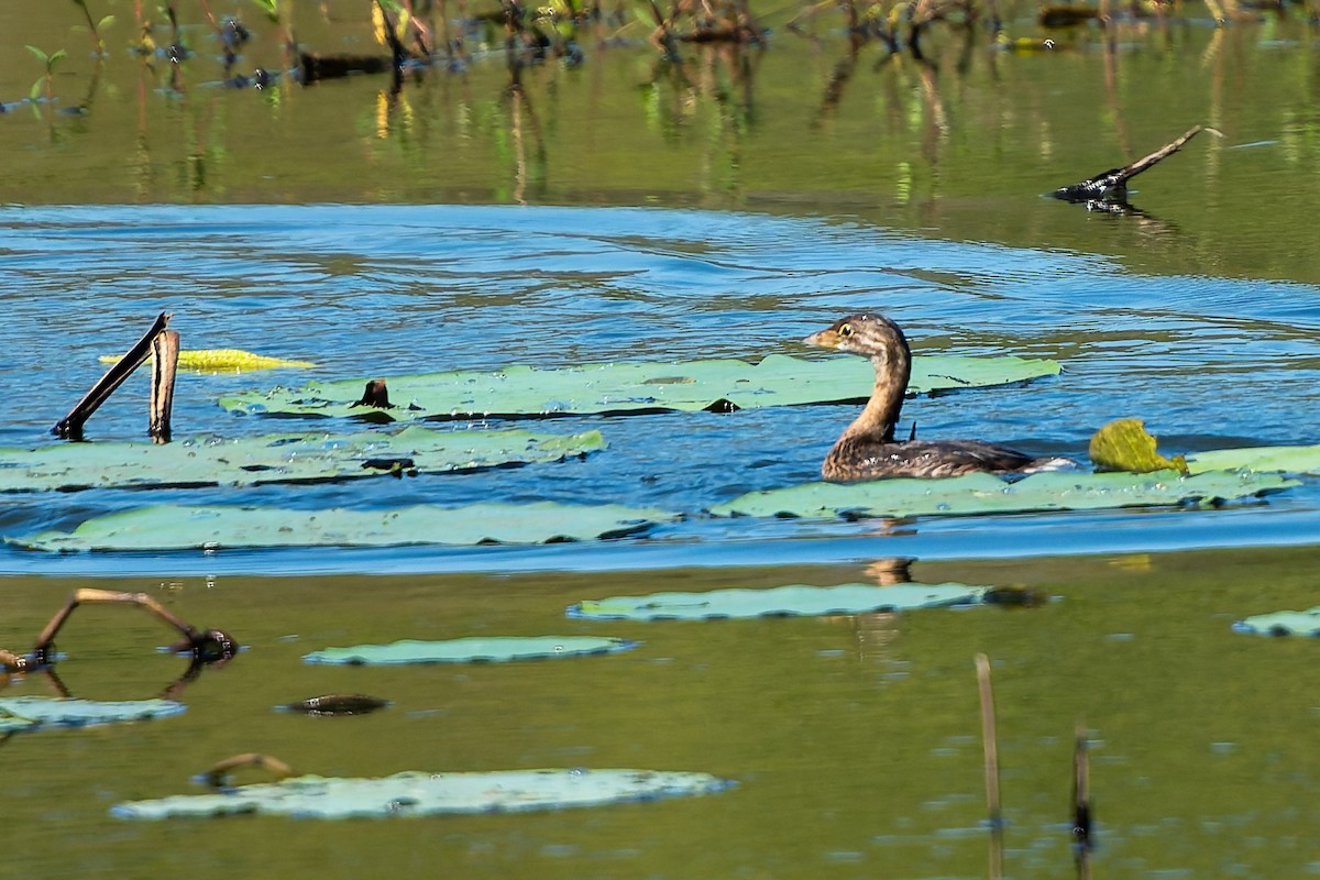 Pied-billed Grebe - ML643314133