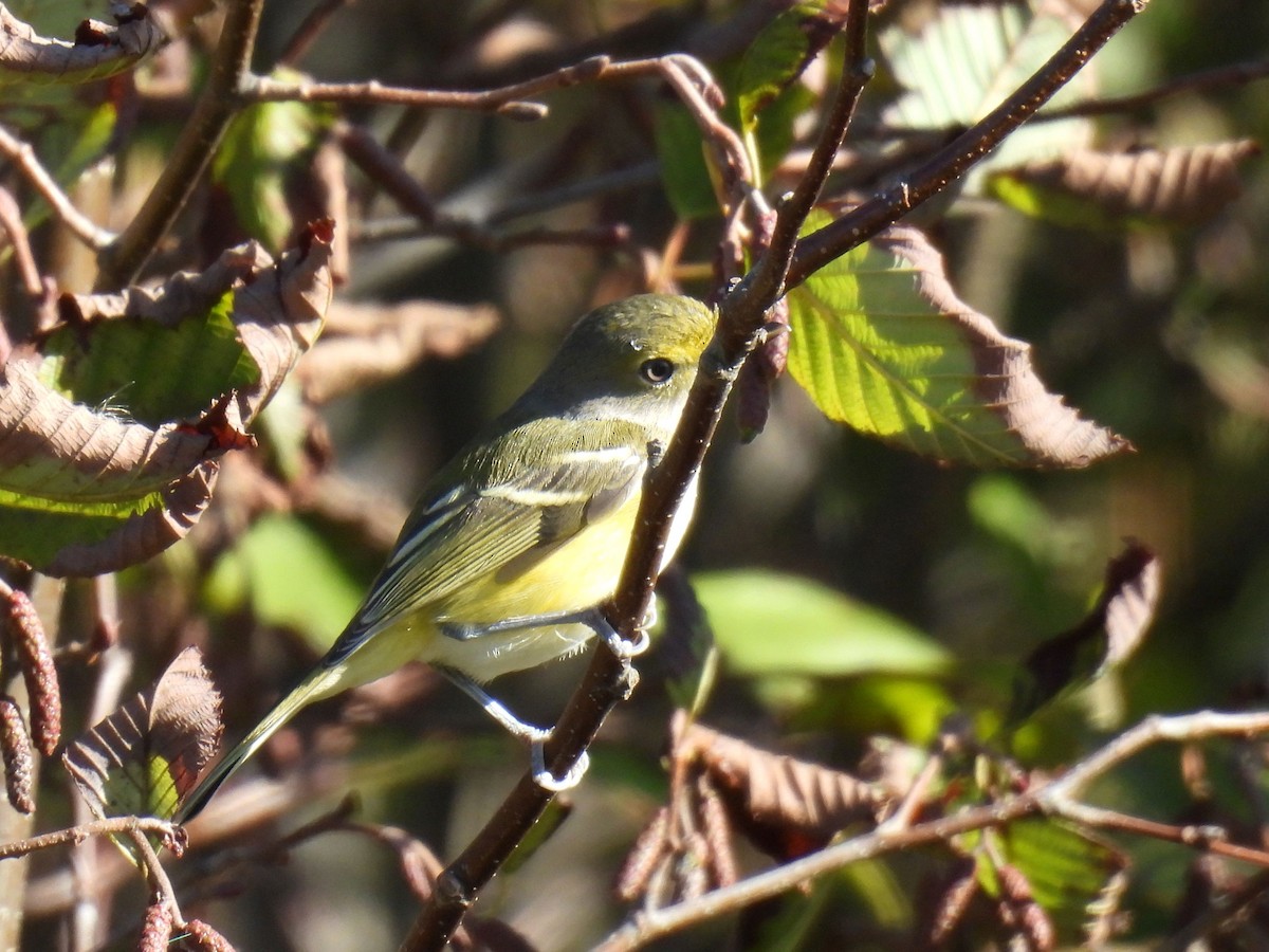 White-eyed Vireo - ML643314142