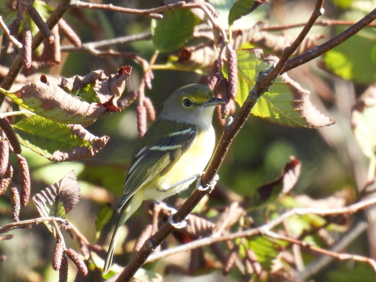 White-eyed Vireo - ML643314143