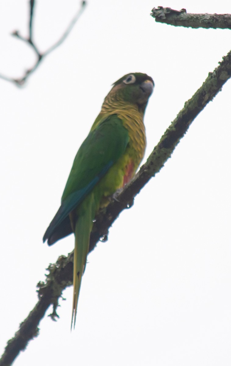 Maroon-bellied Parakeet - ML643314151