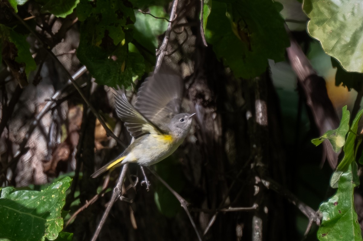 American Redstart - ML643314154