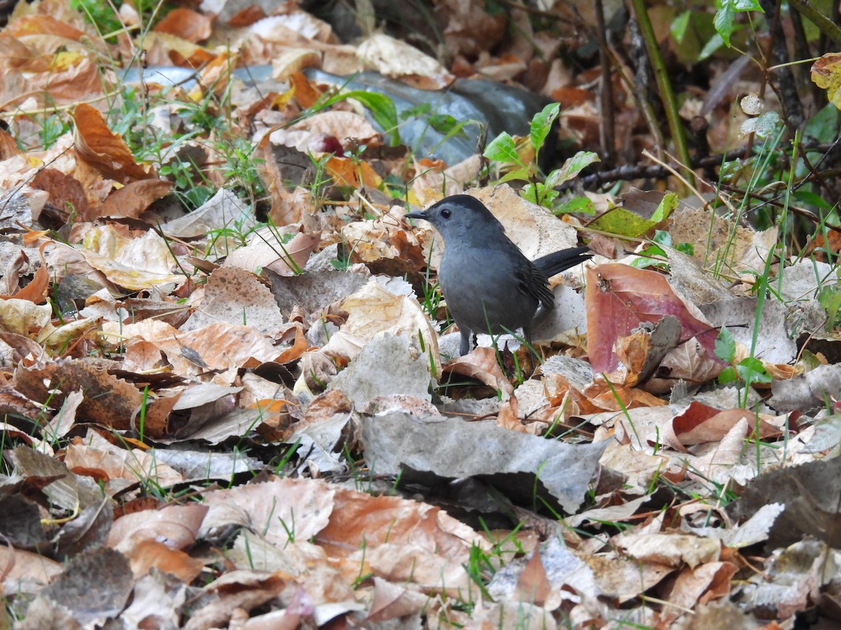 Gray Catbird - ML643314157