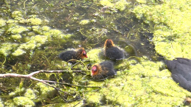 Eurasian Coot - ML643314211