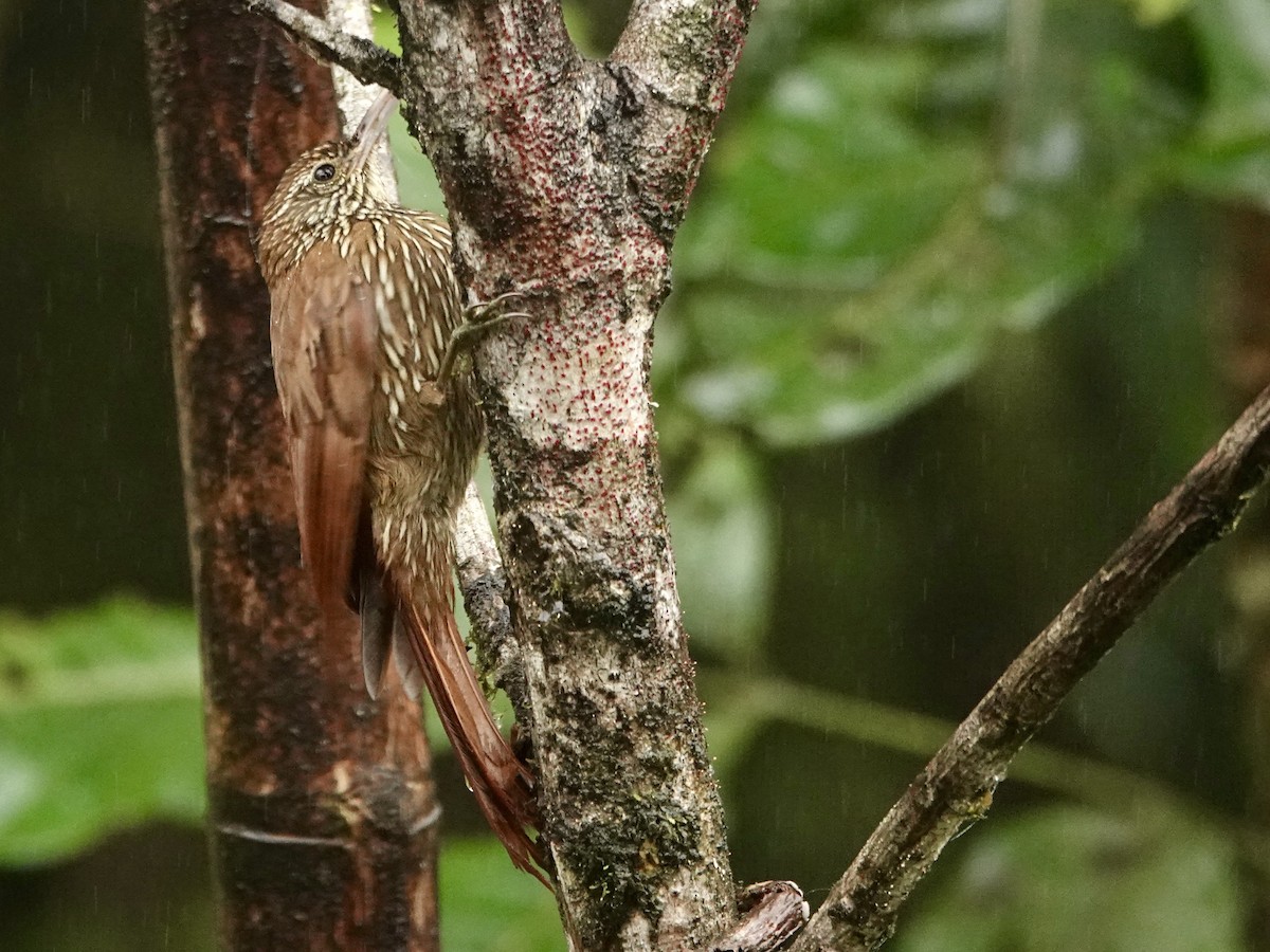 Montane Woodcreeper - ML643314232