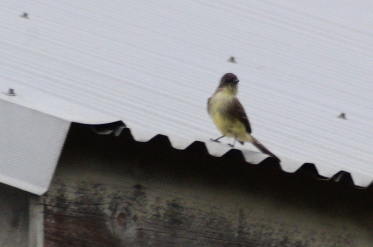 Феб буроспинний - ML643314252