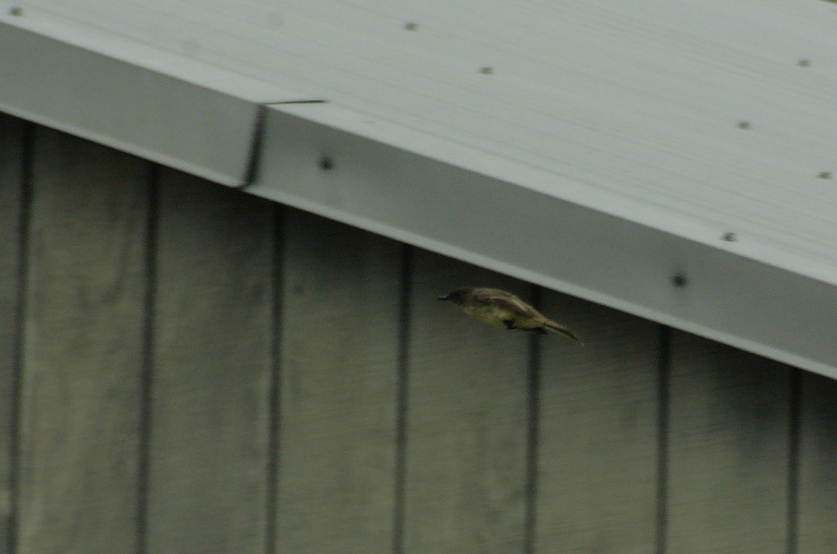 Феб буроспинний - ML643314255