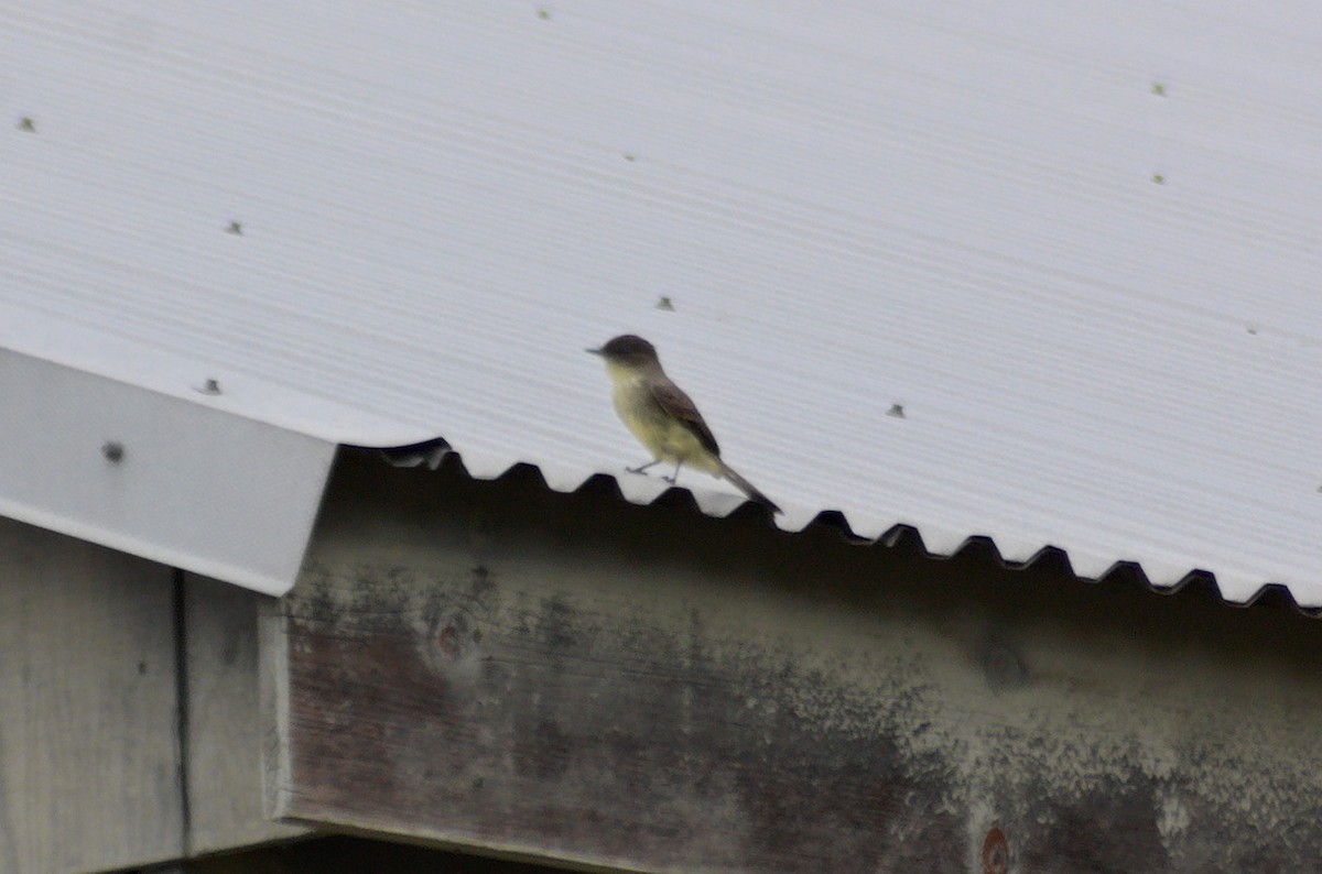 Феб буроспинний - ML643314263