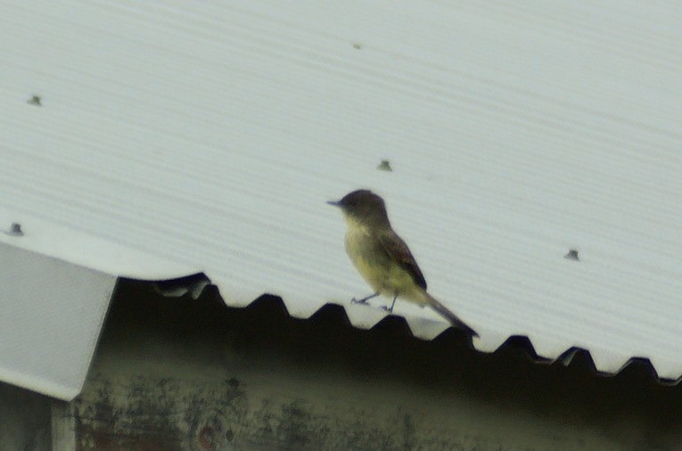 Феб буроспинний - ML643314273