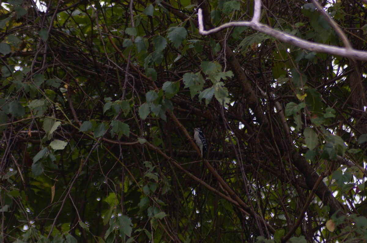 Дятел пухнастий - ML643314290