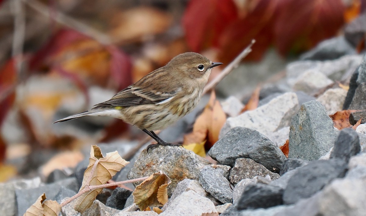 Yellow-rumped Warbler - ML643314298