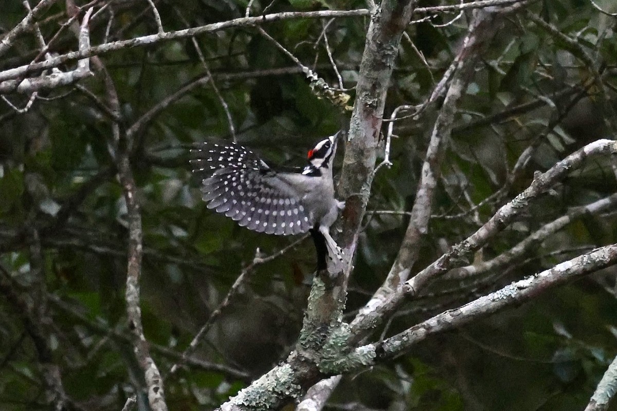 Downy Woodpecker - ML643314302