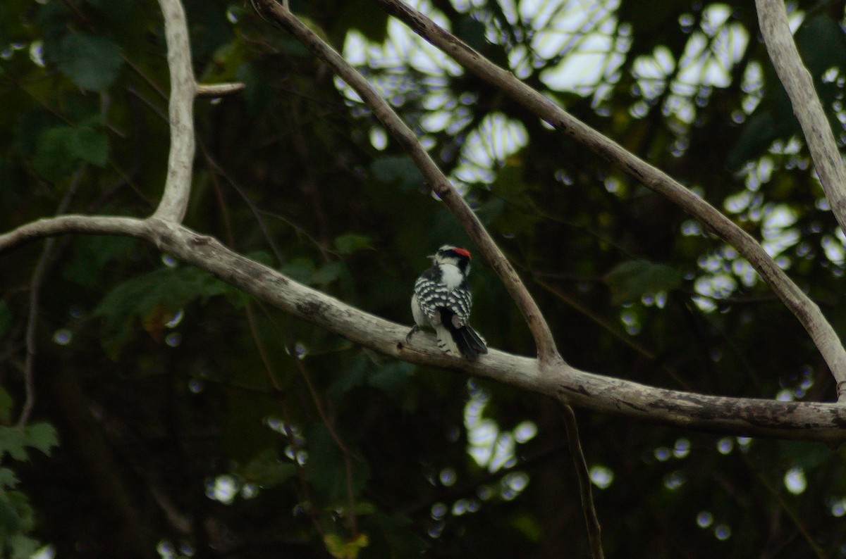 Дятел пухнастий - ML643314314