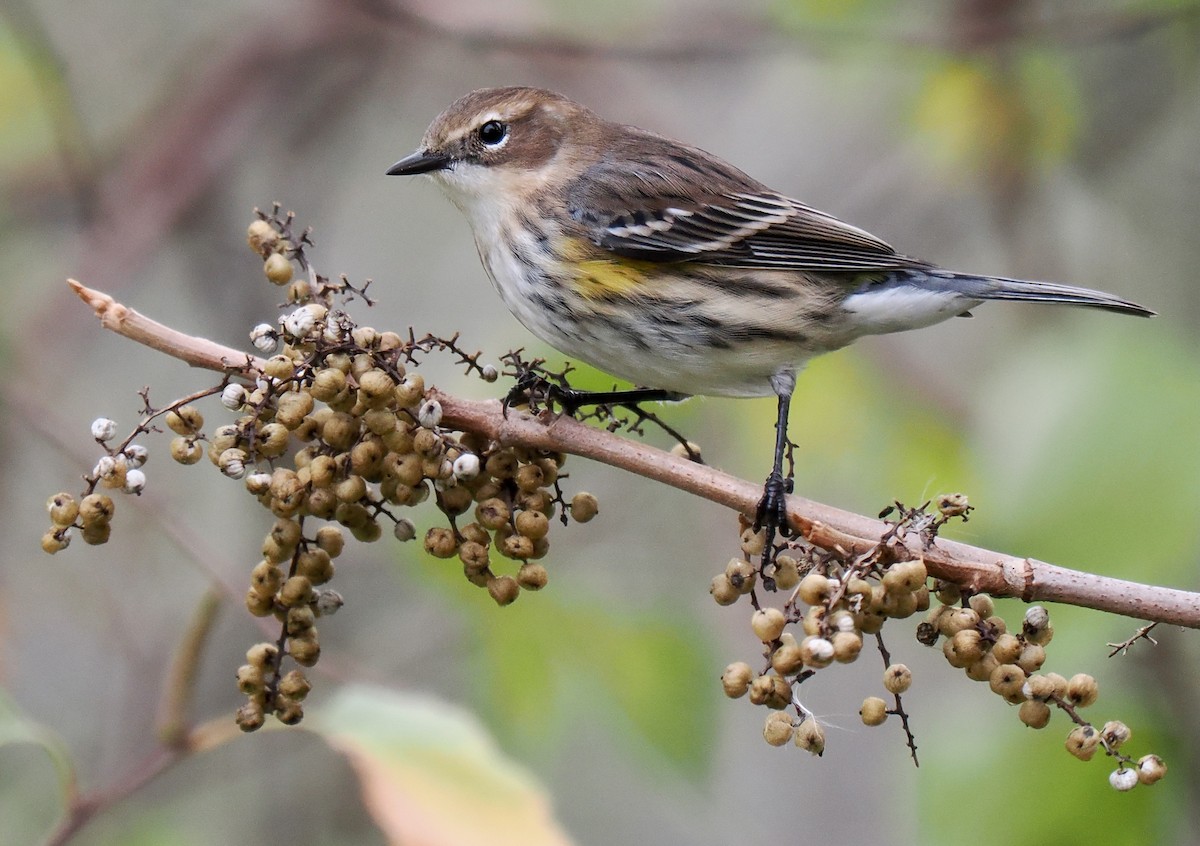 Yellow-rumped Warbler - ML643314316