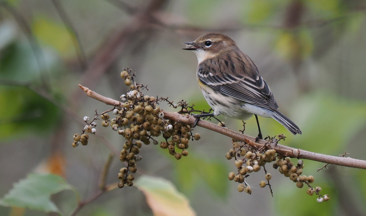 Yellow-rumped Warbler - ML643314332