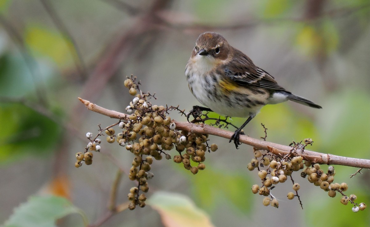 Yellow-rumped Warbler - ML643314337
