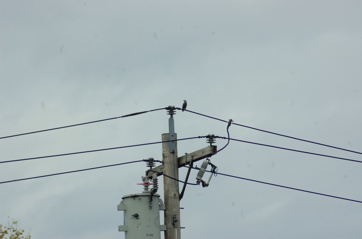 Шпак звичайний - ML643314338