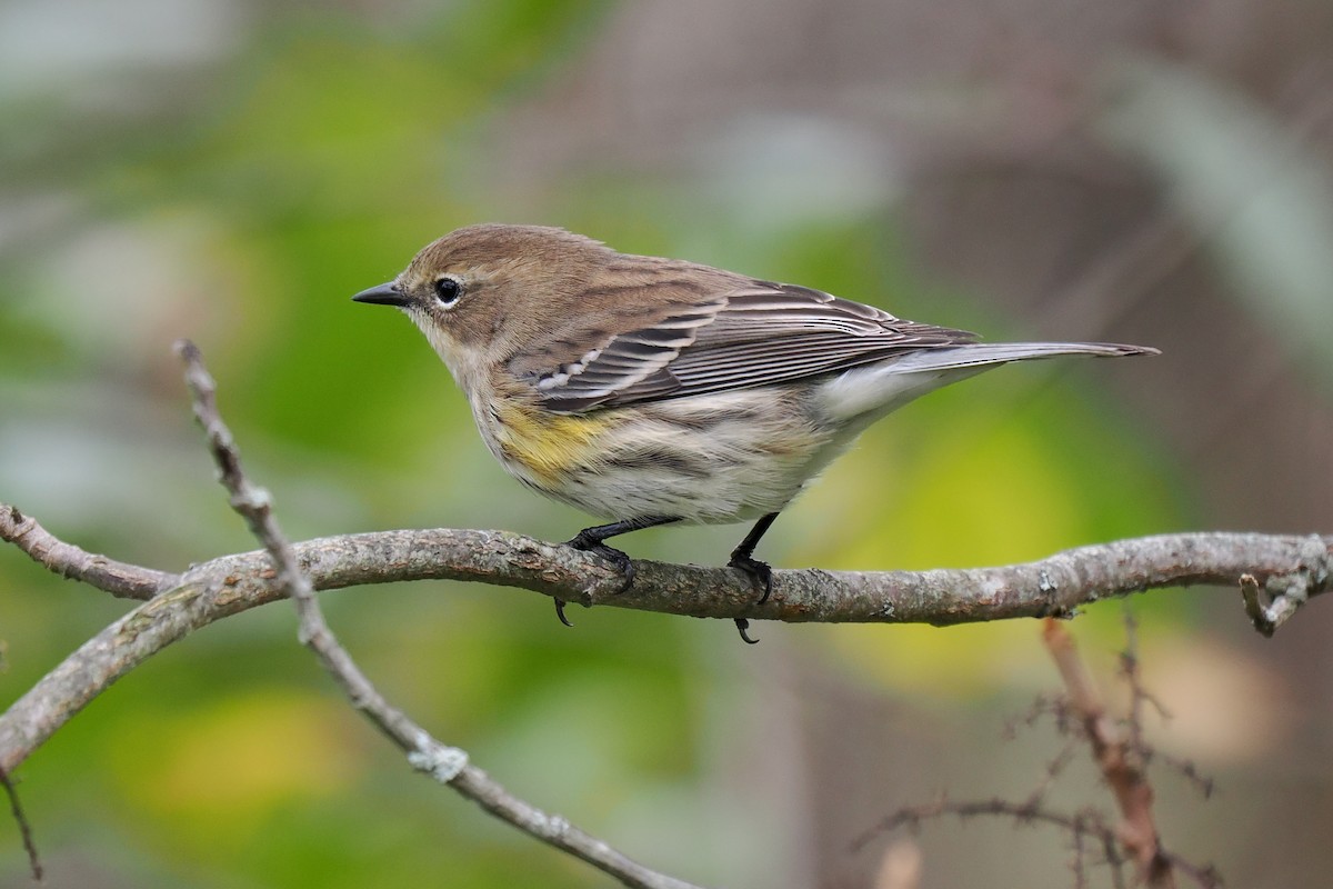 Yellow-rumped Warbler - ML643314344