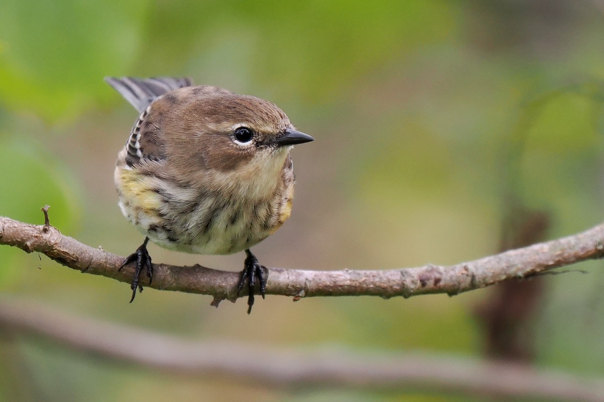 Yellow-rumped Warbler - ML643314360